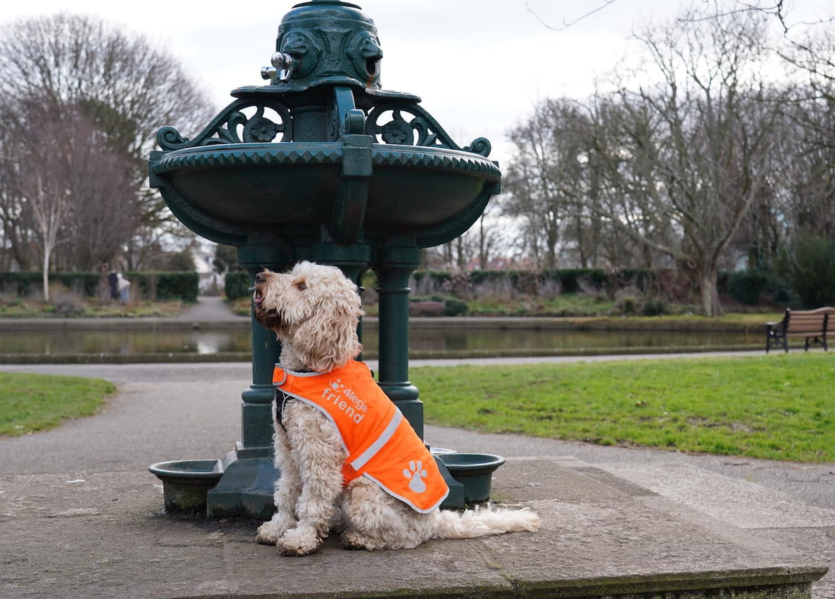 Reflective Dog Vest. Hi-Visibility, Oxford 300D Waterproof Blaze Orange Dog Vest Helps Protect Your Best Friend. Safeguard Your PUP from Motorists & Hunting Accidents, on or off Leash